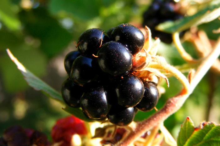 Blackberry.JPG