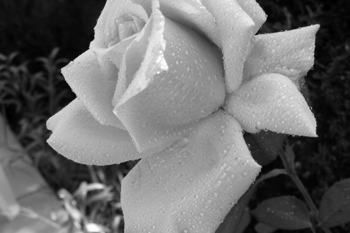 DSCF1031.JPG