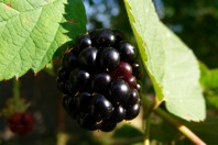 DSCF1028.JPG