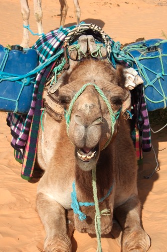 Sahara099.JPG
