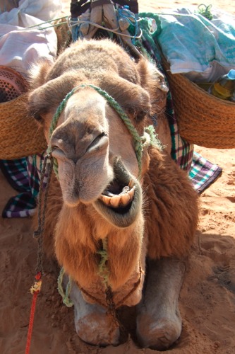 Sahara103.JPG